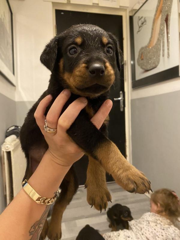 Rottweiler puppies ready for loving homes. Image eClassifieds4u