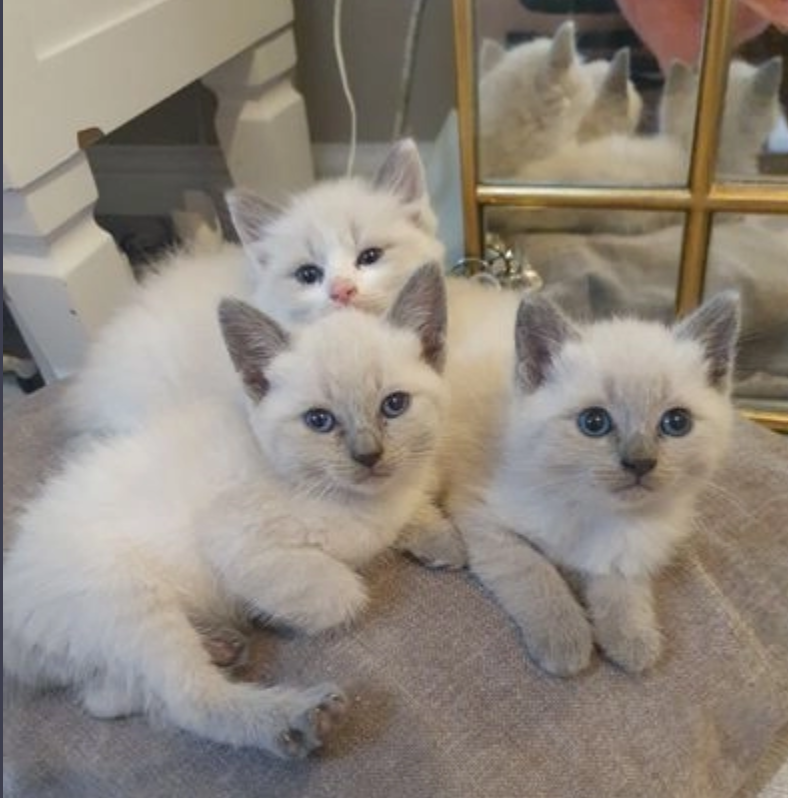 Siamese kittens for sale Image eClassifieds4u