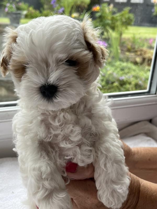 Stunning Maltipoo Puppies in need loving homes Image eClassifieds4u