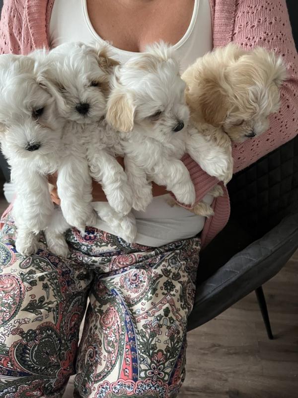 Stunning Maltipoo Puppies in need loving homes Image eClassifieds4u