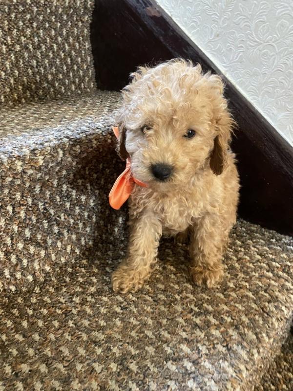 Stunning miniature poodles Image eClassifieds4u