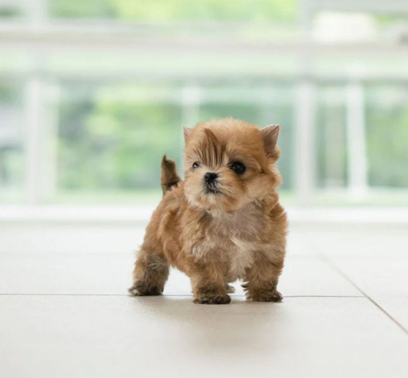 Teacup Morkie pups for sale Image eClassifieds4u