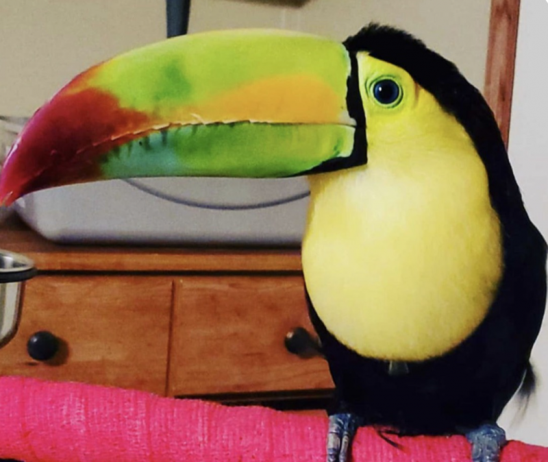 Toucan birds for sale Image eClassifieds4u