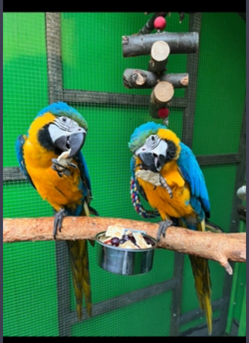 Pair of Blue and Gold Macaws Image eClassifieds4u