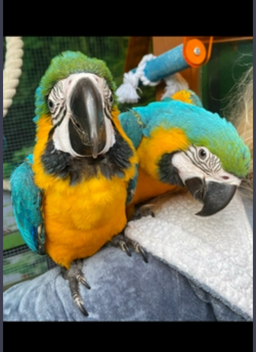 Pair of Blue and Gold Macaws Image eClassifieds4u