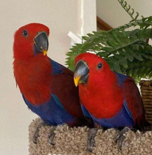 very spoiled female Eclectus parrot.
