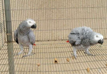 2 pairs of African Grey Congos for sale