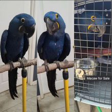 Beautiful Baby Hyacinth Macaw available