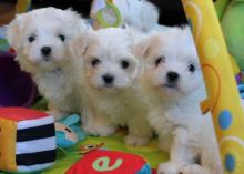 Beautiful Maltese puppies