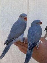 Grey Indian Ringneck Babies for sale