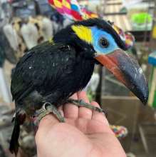 Guyuna Toucanet for sale