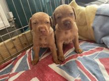 Hungarian Vizsla Puppies ready for loving homes.