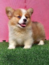 REGISTERED ADORABLE male and female Pembroke Welsh Corgi puppies for adoption
