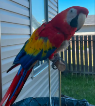 Scarlet Macaw for sale