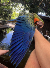 Stunning Catalina Hybrid Macaw Baby