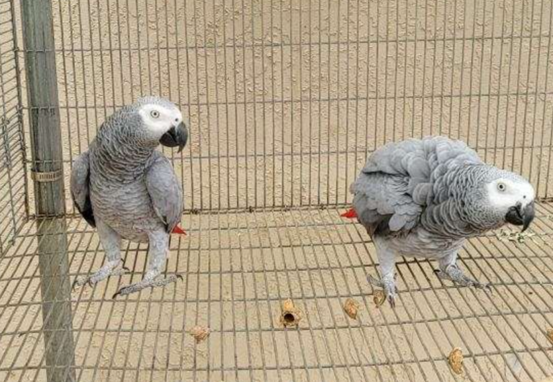2 pairs of African Grey Congos for sale Image eClassifieds4u
