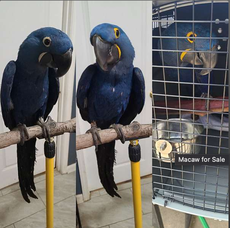Beautiful Baby Hyacinth Macaw available Image eClassifieds4u