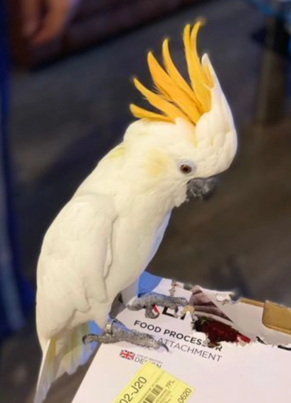 Beautiful, young umbrella Bare eye Black palm ,Citron crested ,Ducorps, Eleanora ,Goffin, Maluccan Image eClassifieds4u