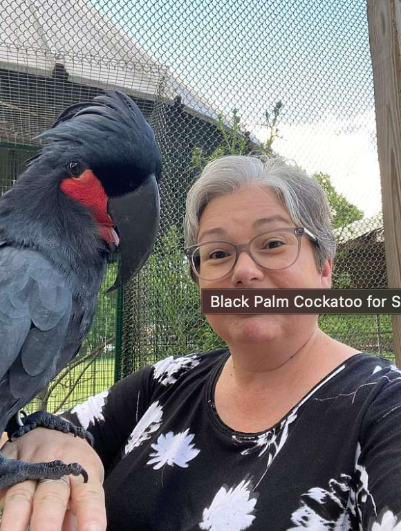 Beautiful, young umbrella Bare eye Black palm ,Citron crested ,Ducorps, Eleanora ,Goffin, Maluccan Image eClassifieds4u