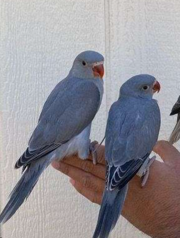 Grey Indian Ringneck Babies for sale Image eClassifieds4u
