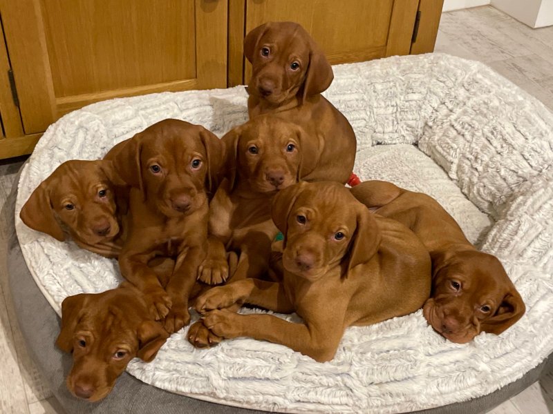 Hungarian Vizsla Puppies ready for loving homes. Image eClassifieds4u