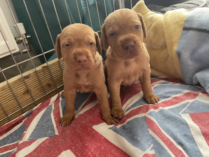 Hungarian Vizsla Puppies ready for loving homes. Image eClassifieds4u