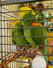 Adorable Amazons babies for sale Image eClassifieds4U