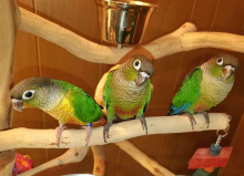 Beautiful baby Green Cheek Conures Image eClassifieds4U