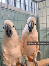 Beautiful, young umbrella Bare eye Black palm ,Citron crested ,Ducorps, Eleanora ,Goffin, Maluccan Image eClassifieds4u 1