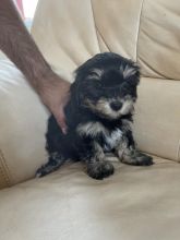 Cute Havanese puppies Image eClassifieds4u 2