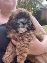 F1 Shihpoos Puppies ready for loving homes. Image eClassifieds4u 2