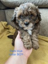 F1 Shihpoos Puppies ready for loving homes. Image eClassifieds4u 3