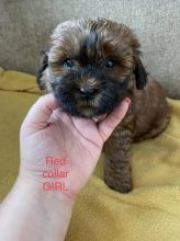 F1 Shihpoos Puppies ready for loving homes. Image eClassifieds4u 1