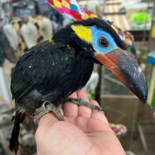 Guyuna Toucanet for sale Image eClassifieds4U