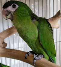 Hahns Macaw available Image eClassifieds4U
