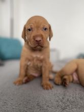 Hungarian Vizsla Puppies ready for loving homes. Image eClassifieds4u 2