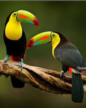 Toucan Keel Billed Sweet Babies Image eClassifieds4U