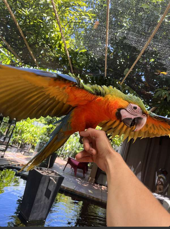 Stunning Catalina Hybrid Macaw Baby Image eClassifieds4u