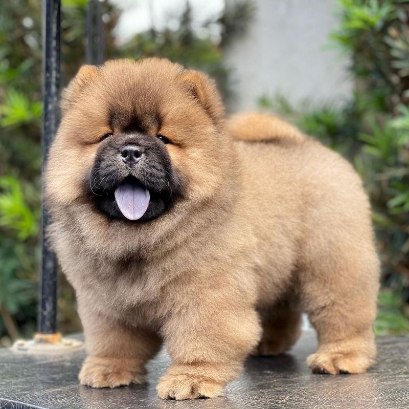 awesome Chow Chow puppies from pedigree parents Image eClassifieds4u