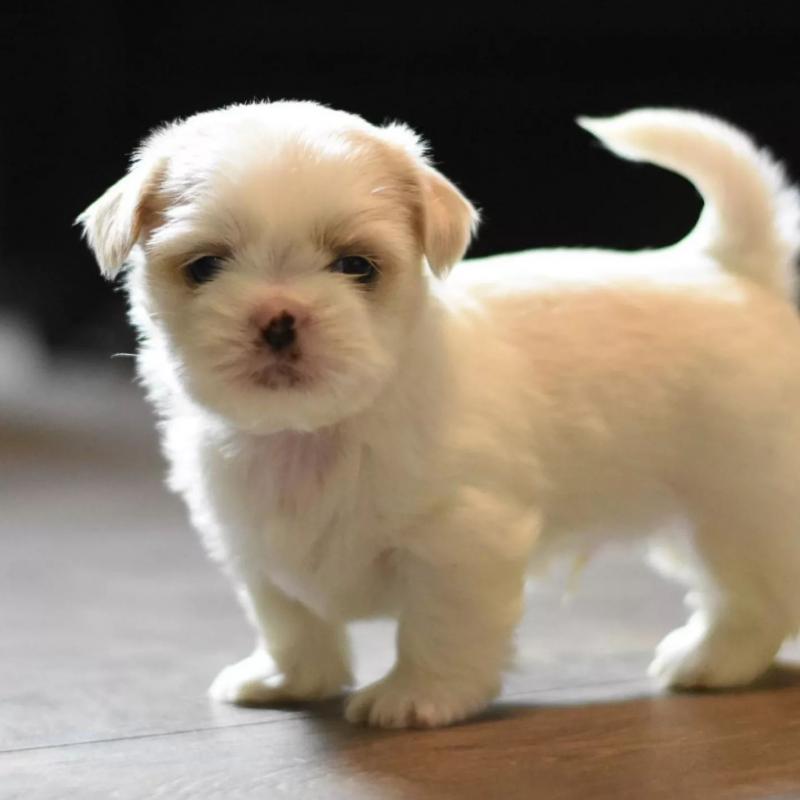 Shih Tzu Puppies for adoption (larry246w@gmail.com) Image eClassifieds4u