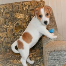 Jack Russel puppies-READY FOR NEW HOMES [rosailefelicia0@gmail.com
