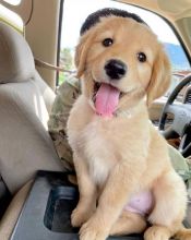 Male And Female Golden Retriever Puppies Available {colsen468@gmail.com}