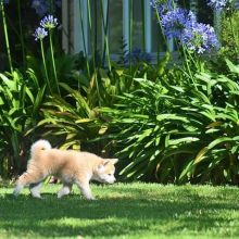 Akita Inu Puppies For Adoption(chloedoleza@gmail.com)