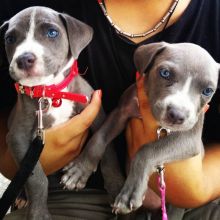 Blue Eyes Pitbull Terrier Puppies For Adoption( nikandrew691@gmail.com)