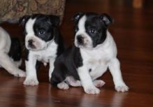 Boston Terrier Puppies For Adoption