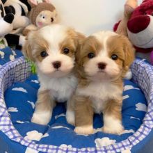 Charming Maltipoo Puppies Ready Adoption(mcube240@gmail.com)