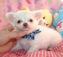 cute chihuahua puppies for adoption