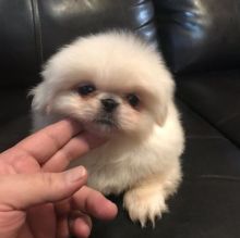 cute Pekingese puppies