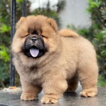 family-raised and are well-socialized chow chow puppies