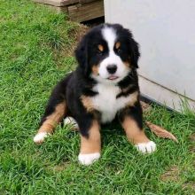 Gorgeous Bernese mountain dog for free Adoption(elodiepeters106@gmail.com)